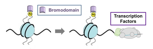 Bromodomain regulates transcription