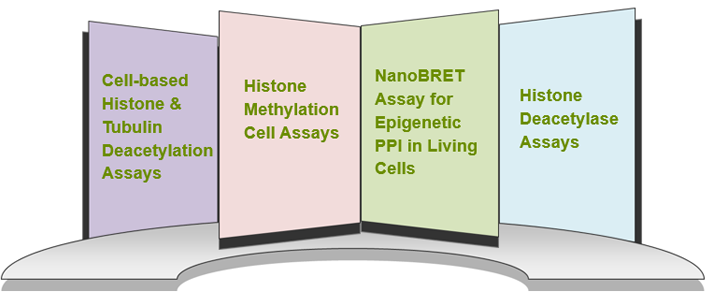 Cell-based Epigenetic Assays