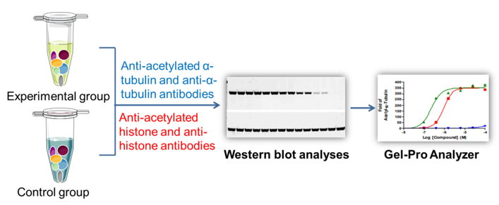 Workflow of cell-based histone & tubulin deacetylation assay