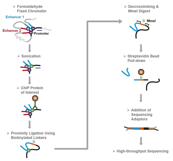 Schematic Representation of ChIA-PET Sequencing