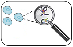 Chromosome Conformation Capture