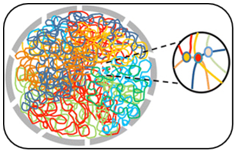 Chromosome Conformation Capture