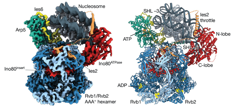 Examples of CRC structures determined by cryo-EM.