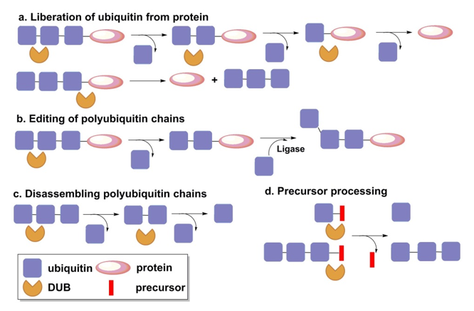 Main functions of DUB enzyme