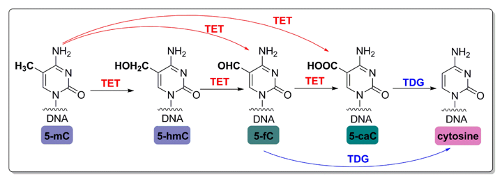 DNA demethylation pathway