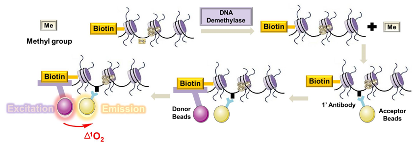 General procedure of DNA demethylase screening assay