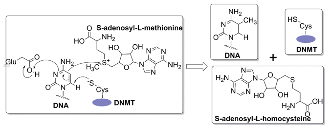  The reaction mechanism of the methylation of cytosine.