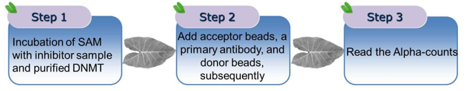 General procedure of chemiluminescent method for DNMT screening assay