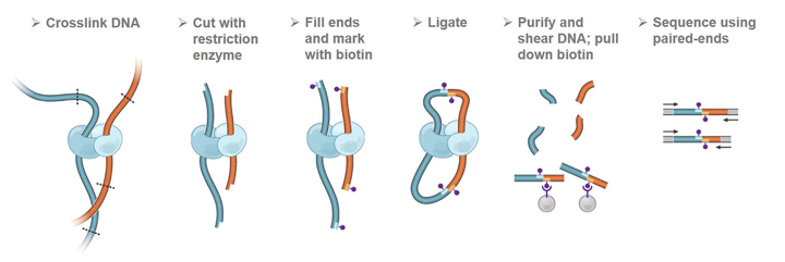 Overview of Hi-C