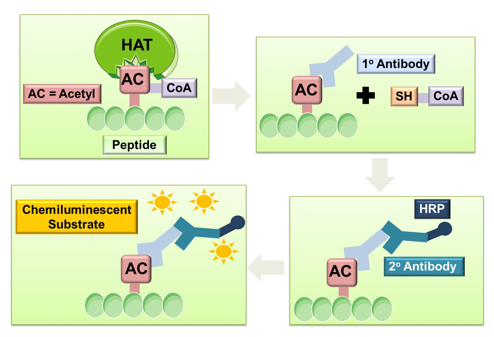 General procedure of chemiluminescent method for HAT screening assay