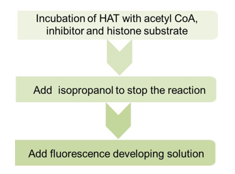 Schematic procedure of fluorometrical method for HAT screening assay