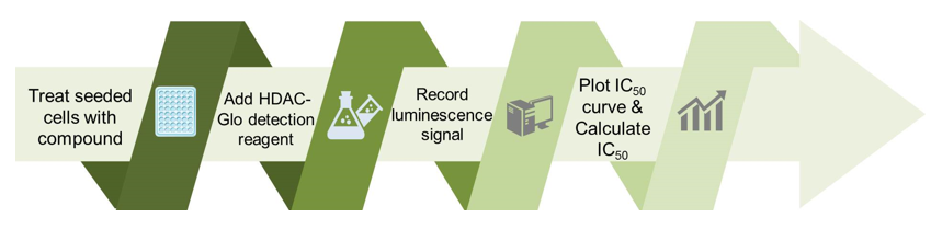 Schematic procedure of histone deacetylase assay