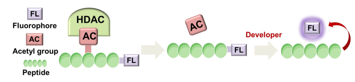 Schematic procedure of fluorescent method for HDAC/SIRT screening assay