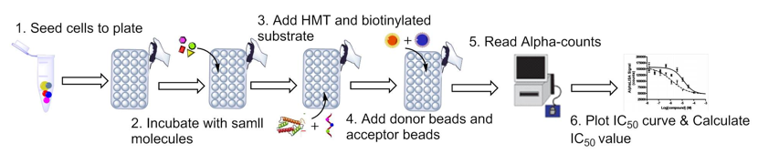 Schematic procedure of cell-based histone methylation assay