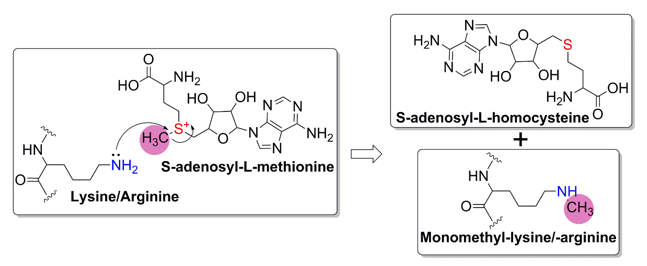  Proposed general chemical mechanism of SAM-dependent HMTs.