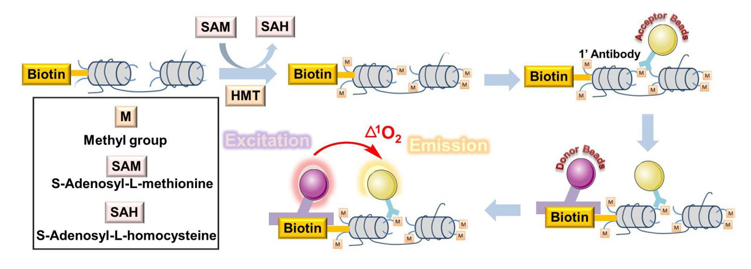 General procedure of HMT screening assay