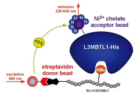 Examples of AlphaScreen Assay for Discovery of MBT Antagonists. 