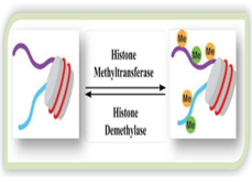 Methyltransferase Screening