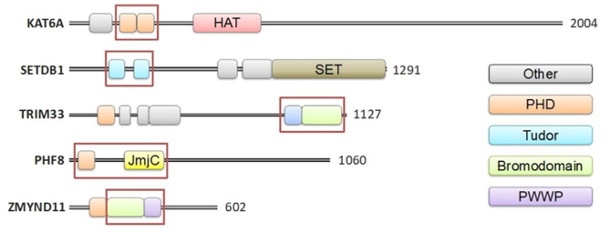 Proteins that Bind or Modify Histone Tails Containing Multiple PTMs.