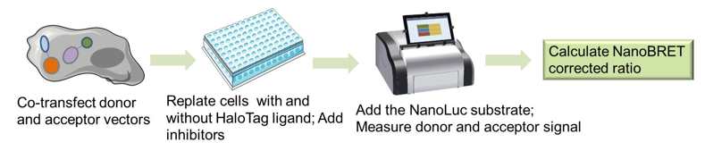 Procedure of NanoBRET PPI assay