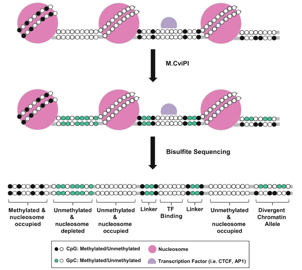 Schematic illustration of the principle behind NOMe-Seq.