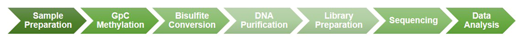 Workflow of NOMe-Seq Service at Creative BioMart