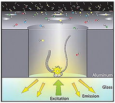 Cell-based Epigenetic Assays