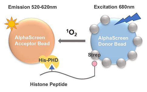 Schematic Diagram of AlphaScreen Assay 