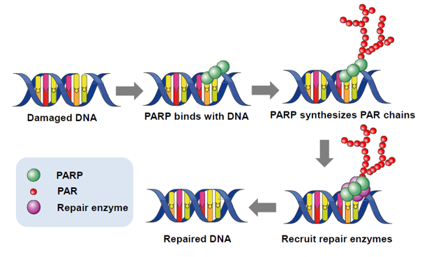 Mechanism of the PARP enzyme 