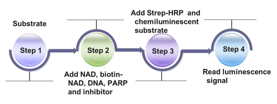 Procedure of PARP screening assay