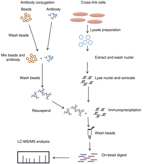 Schematic of the RIME procedure