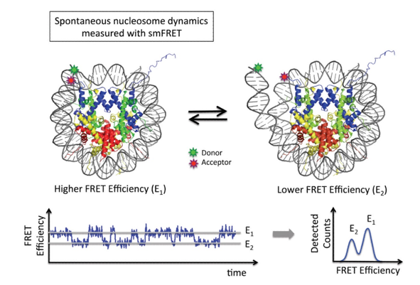 smFRET Studies on the Structure and Structural Dynamics of Nucleosomes.