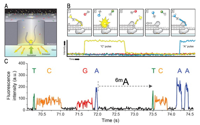 Schematic illustration of the principle behind SMRT sequencing. 