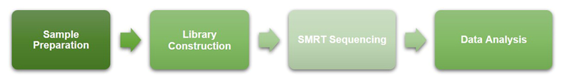 Workflow of SMRT Sequencing at Creative BioMart