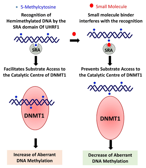 Mechanism of Small Molecule Binders of SRA Domain of UHRF1.