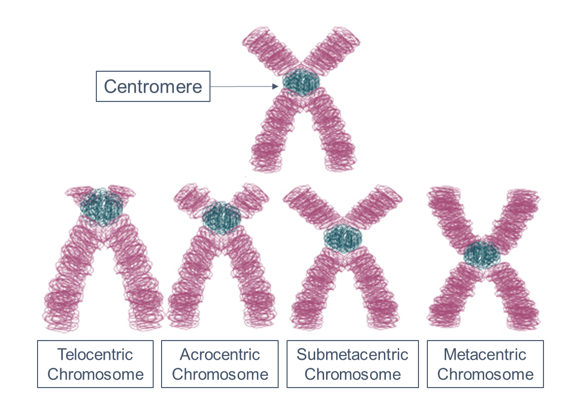 Centromere Proteins