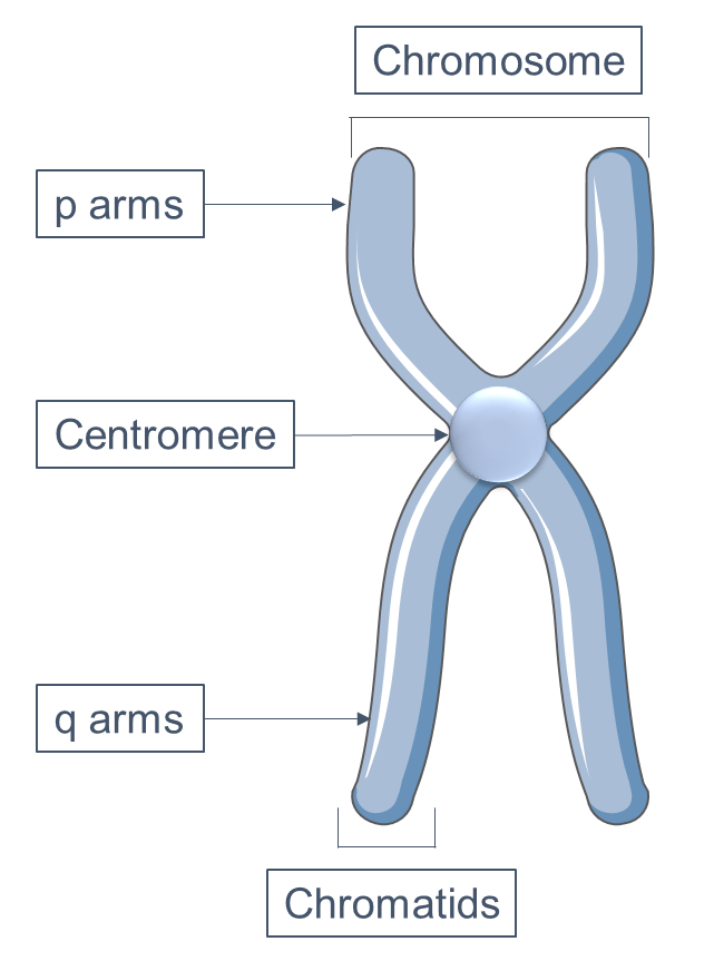 Centromere Structure