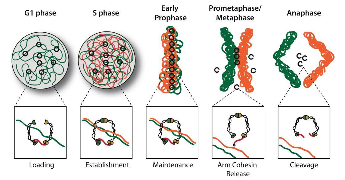 Chromatid Cohesion Proteins Research Tools Biology Diagrams