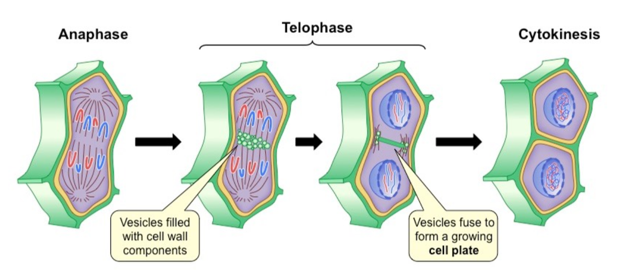 Способен быстро образовывать новые клетки. Цитокинез растительной клетки. Цитокинез у животных. Цитокинез растительной клетки и животной клетки. Цитокинез митоза.