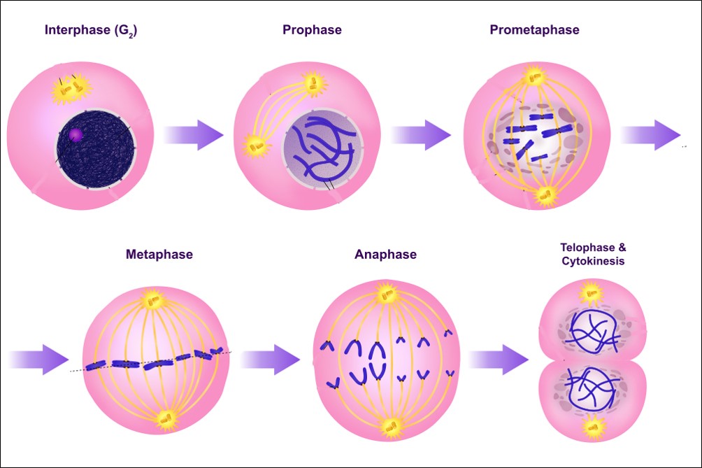 Fajarv: Prophase Mitosis Real Cell