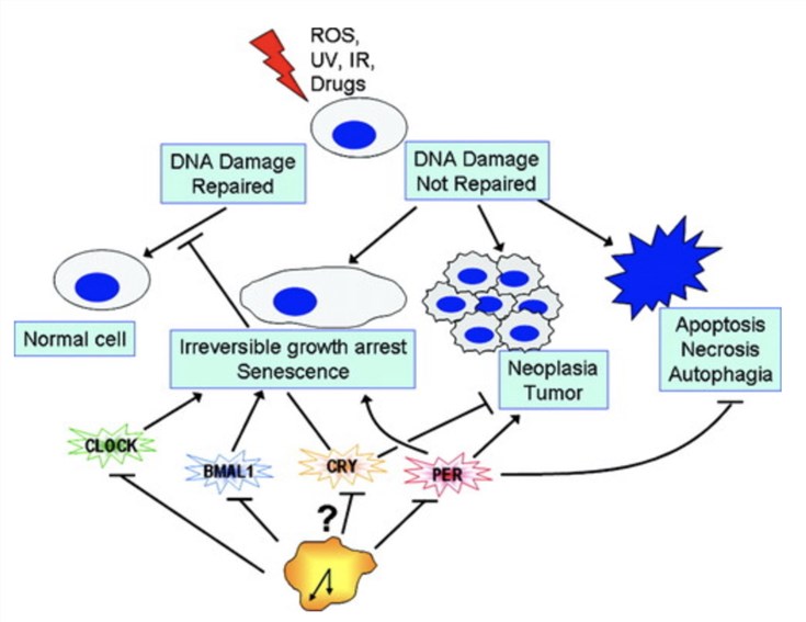 Circadian proteins and regulation of the cellular response to genotoxic stress.