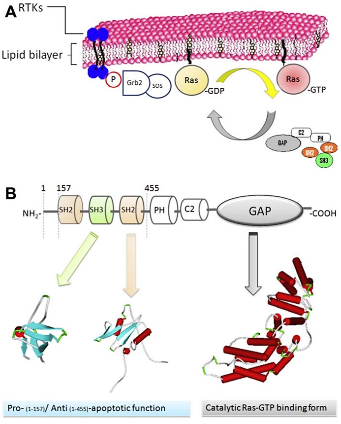 Ras cycle and RasGAP activities. (A)  Ras cycle. (B) p120-RasGAP activities.