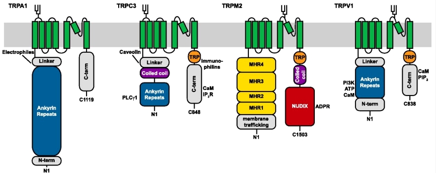 Similarities and differences between the topologic structure of selected TRP channels, representing the ankyrin (TPA1), canonical (TRPC3), melastatin (TRPM2), and vanilloid (TRPV1) subfamilies. 