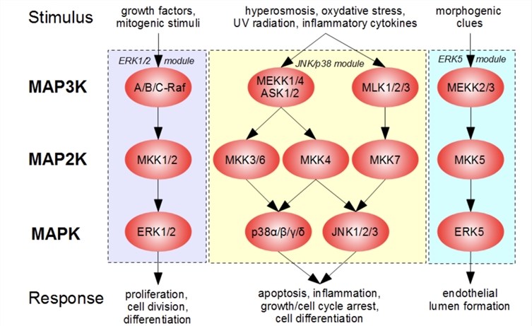 MAPK singaling Pathway Proteins Background