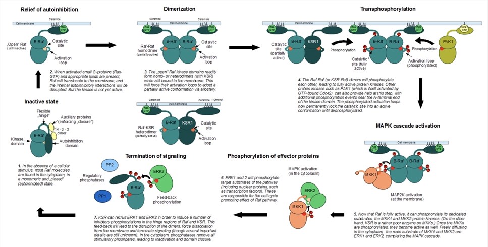 MAPK singaling Pathway Proteins Background