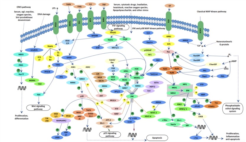 MAPK singaling Pathway Proteins Background
