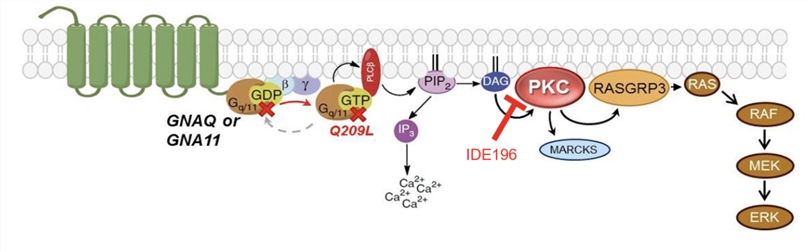 MAPK singaling Pathway Proteins Background