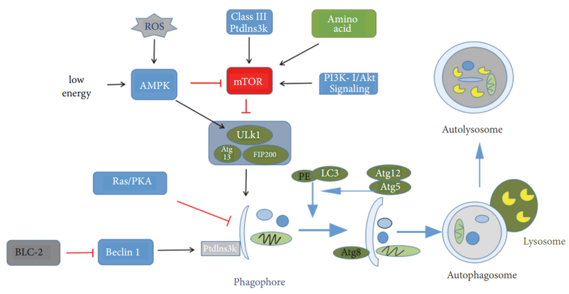 Process and regulatory mechanism of autophagy.