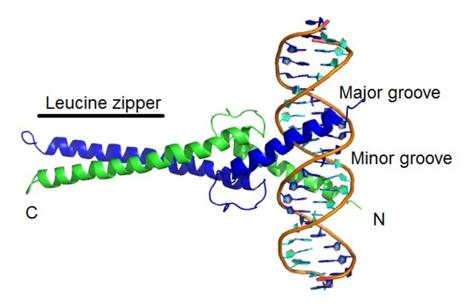 Another DNA binding domain, the Helix-loop-helix (HLH) dimer, is shown bound to DNA fragment — each alpha helix represents a monomer.