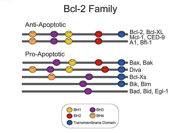 Bcl-2_Family